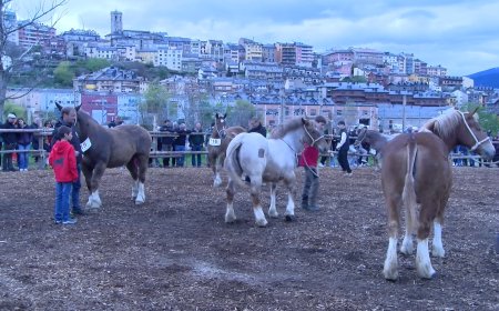 LA FIRA RAMADERA DE PRIMAVERA APLEGA UNS 150 CAPS DE BESTIAR