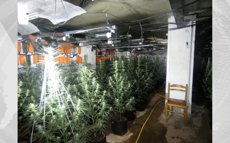 DOS DETINGUTS PER UNA PLANTACIÓ DE MARIHUANA EN UN ANTIC PROSTÍBUL