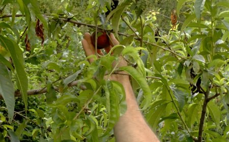 L’IRTA ESTABLIRÀ UN GRUP DE TREBALL A LA SEU D’URGELL