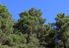 TREMP TREU A LICITACIÓ LES OBRES DE MILLORA DE LA FOREST ORDIALS I GRALLER