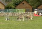 11 GOSSOS PARTICIPEN EN LA PRIMERA ‘ATURA’T VALL DE BOÍ’