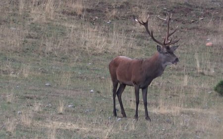 ES DEMANA SEGUIR LES INDICACIONS PER NO INTERFERIR EN LA BRAMA DEL CÉRVOL