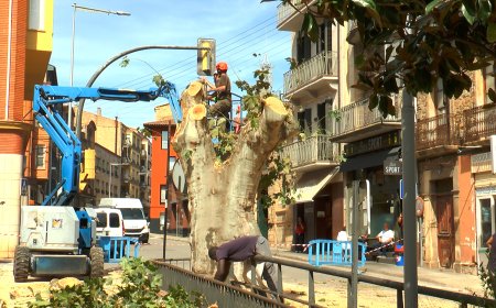 LA POBLA RETIRA L’EMBLEMÀTIC ARBRE CENTENARI DE LA PLAÇA DE l’ARBRE