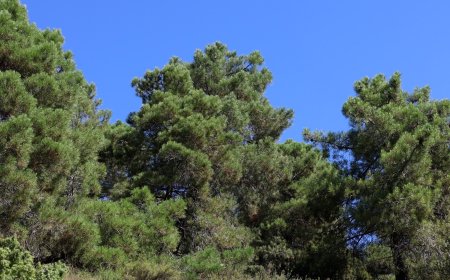 TREMP TREU A LICITACIÓ LES OBRES DE MILLORA DE LA FOREST ORDIALS I GRALLER