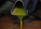 LA CAMPANYA D’OLI VERD AL PALLARS JUSSÀ PREVEU PRODUIR UNS 500.000 KG