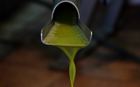 LA CAMPANYA D’OLI VERD AL PALLARS JUSSÀ PREVEU PRODUIR UNS 500.000 KG