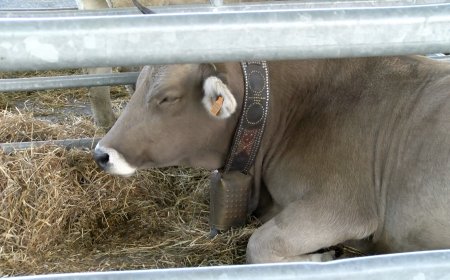 ESTERRI D’ÀNEU SUSPÈN TOTES LES ACTIVITATS DE LA FIRA DE SANTA TERESA PEL BROT DE DERMATOSI NODULAR