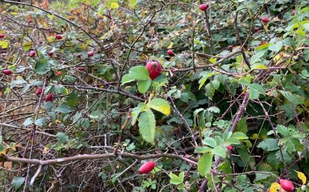 EL PROJECTE ‘PLANTES OBLIDADES’ RECUPERA EL CONSUM DE FRUITS SILVESTRES