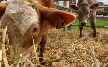 OLIANA DESCARTA INAUGURAR LA FIRA DE TOTS SANTS EN SUPORT A LA RAMADERIA