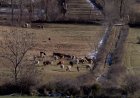 GUILS DE CERDANYA ESTASSA LA DEVESA PER RECUPERAR LES PASTURES A LA PART BAIXA DE LA MUNTANYA