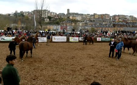 LA FIRA DE PUIGCERDÀ PREVEU UNA BONA AFLUÈNCIA MALGRAT L’ABSÈNCIA EQUINA