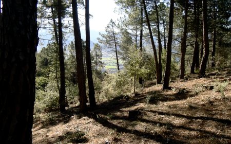 LA SEU D’URGELL REGULARÀ ELS USOS DEL PLA DE LES FORQUES