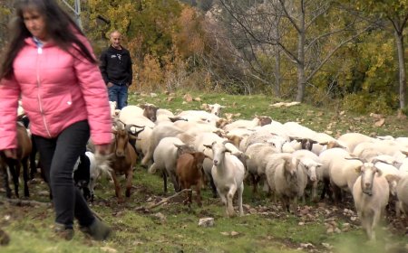 CAL ESPARRICA BUSCA RELLEU PER GARANTIR LA CONTINUÏTAT DE L’EXPLOTACIÓ RAMADERA
