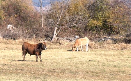 GUILS DE CERDANYA VACUNA EL BESTIAR AMB UNA NOVA MÀNIGA RAMADERA