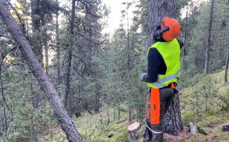 ELS BOSCOS DE PI NEGRE DE LA CERDANYA, ENTRE ELS SELECCIONATS PEL PROJECTE LIFE UNCINATA