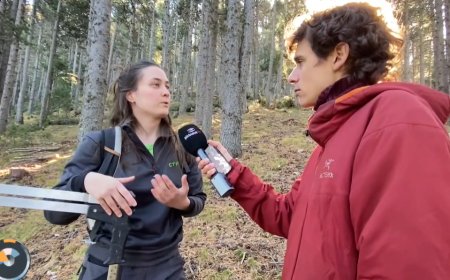 Crear nous escuts per als boscos de pi negre: Connecta Lleida Pirineus 12-11-2025