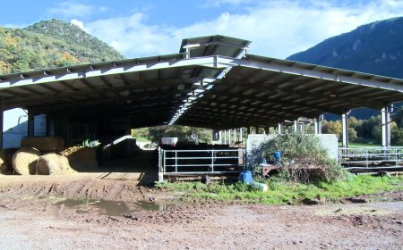 LA MANCA DE RELLEU FA TANCAR LA DARRERA GRANJA LLETERA DEL PALLARS SOBIRÀ