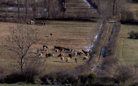 GUILS DE CERDANYA ESTASSA LA DEVESA PER RECUPERAR LES PASTURES A LA PART BAIXA DE LA MUNTANYA