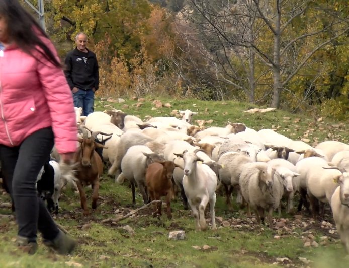CAL ESPARRICA BUSCA RELLEU PER GARANTIR LA CONTINUÏTAT DE L’EXPLOTACIÓ RAMADERA