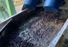 LA TERCERA LA FIRA D’OLI DEL PIRINEU DOBLA LA PRESÈNCIA DE PRODUCTORS LOCALS