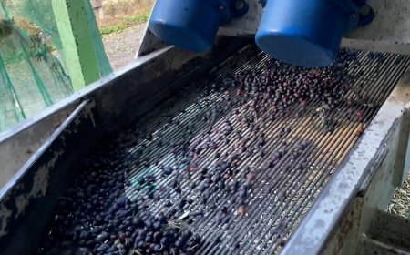 LA TERCERA LA FIRA D’OLI DEL PIRINEU DOBLA LA PRESÈNCIA DE PRODUCTORS LOCALS