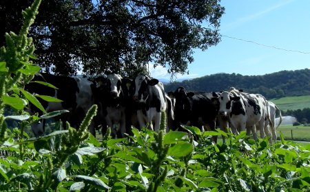 UNIÓ DE PAGESOS REP PROP DEL 44 % DELS VOTS A L’ALT PIRINEU EN LES ELECCIONS AGRÀRIES