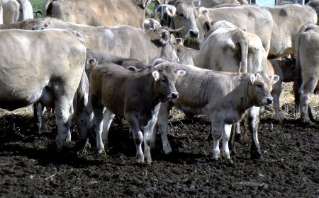 UNIÓ DE PAGESOS RECLAMA COLLARS GEOLOCALITZADORS EN ZONES SENSE COBERTURA DEL PIRINEU