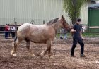 UNA CINQUANTENA DE CAPS DE BESTIAR PARTICIPA A LA FIRA RAMADERA DE PRIMAVERA