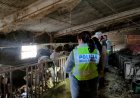 DENUNCIAT PENALMENT UN RAMADER DE L’ALT URGELL 