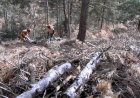 CREAND I INTEGRA PIRINEUS COL·LABOREN PER FER GESTIÓ FORESTAL EN UNA FINCA A SANT JOAN FUMAT