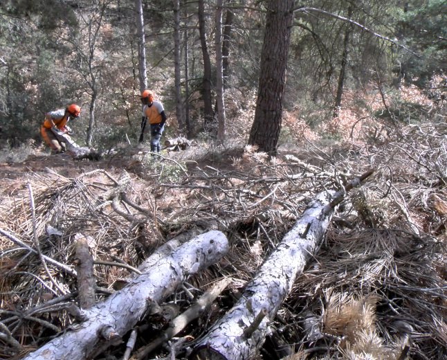 CREAND I INTEGRA PIRINEUS COL·LABOREN PER FER GESTIÓ FORESTAL EN UNA FINCA A SANT JOAN FUMAT