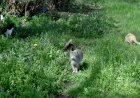 LA SEU D’URGELL APROVA UN PLA DE GESTIÓ ÈTICA I CONTROL DE LES COLÒNIES FELINES