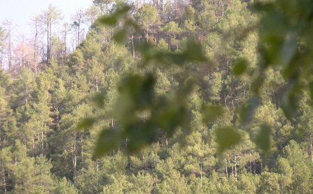  ALERTA PER PERILL EXTREM D’INCENDI ALS MUNICIPIS DEL SUD DE L’ALT URGELL