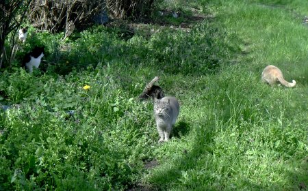LA SEU D’URGELL APROVA UN PLA DE GESTIÓ ÈTICA I CONTROL DE LES COLÒNIES FELINES