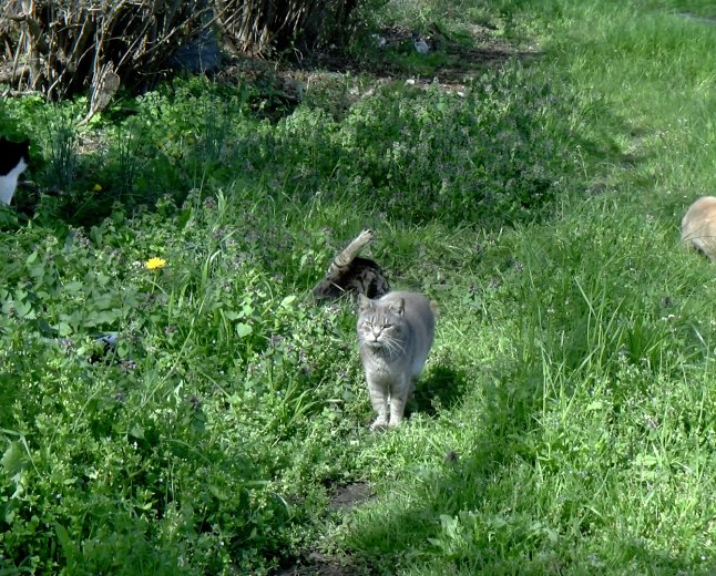 LA SEU D’URGELL APROVA UN PLA DE GESTIÓ ÈTICA I CONTROL DE LES COLÒNIES FELINES