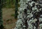 EL PARC NATURAL DEL CADÍ-MOIXERÓ INSTAL·LA NOUS COMPTADORS DE PAS DE PERSONES