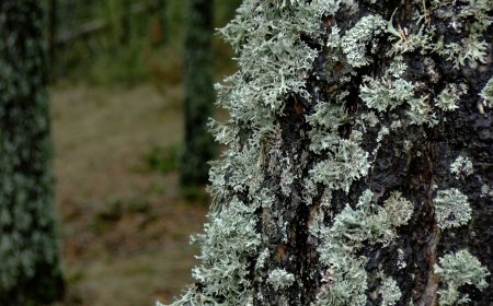 EL PARC NATURAL DEL CADÍ-MOIXERÓ INSTAL·LA NOUS COMPTADORS DE PAS DE PERSONES