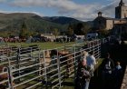 LA 52a FIRA RAMADERA DE BELLVER REIVINDICA EL FUTUR DEL SECTOR I LES TRADICIONS DEL TERRITORI