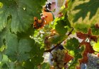  LES ALTES TEMPERATURES DE L’ESTIU AVANCEN LA VEREMA A LES VINYES DE MUNTANYA