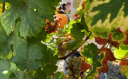  LES ALTES TEMPERATURES DE L’ESTIU AVANCEN LA VEREMA A LES VINYES DE MUNTANYA