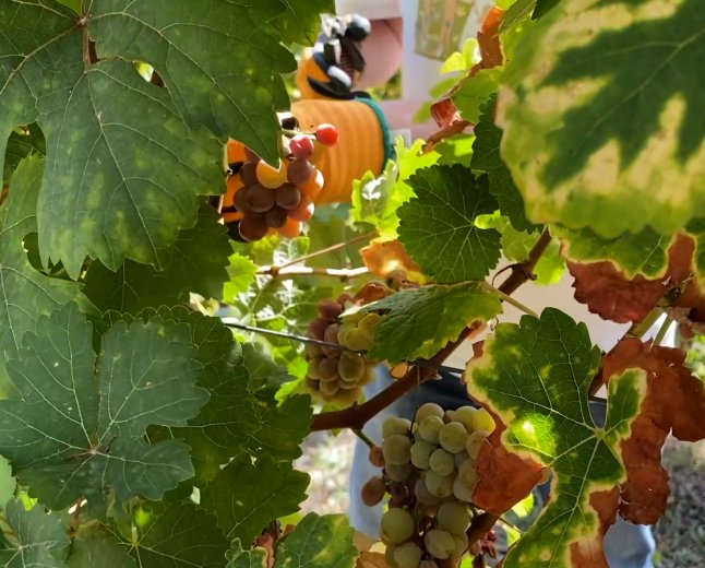  LES ALTES TEMPERATURES DE L’ESTIU AVANCEN LA VEREMA A LES VINYES DE MUNTANYA